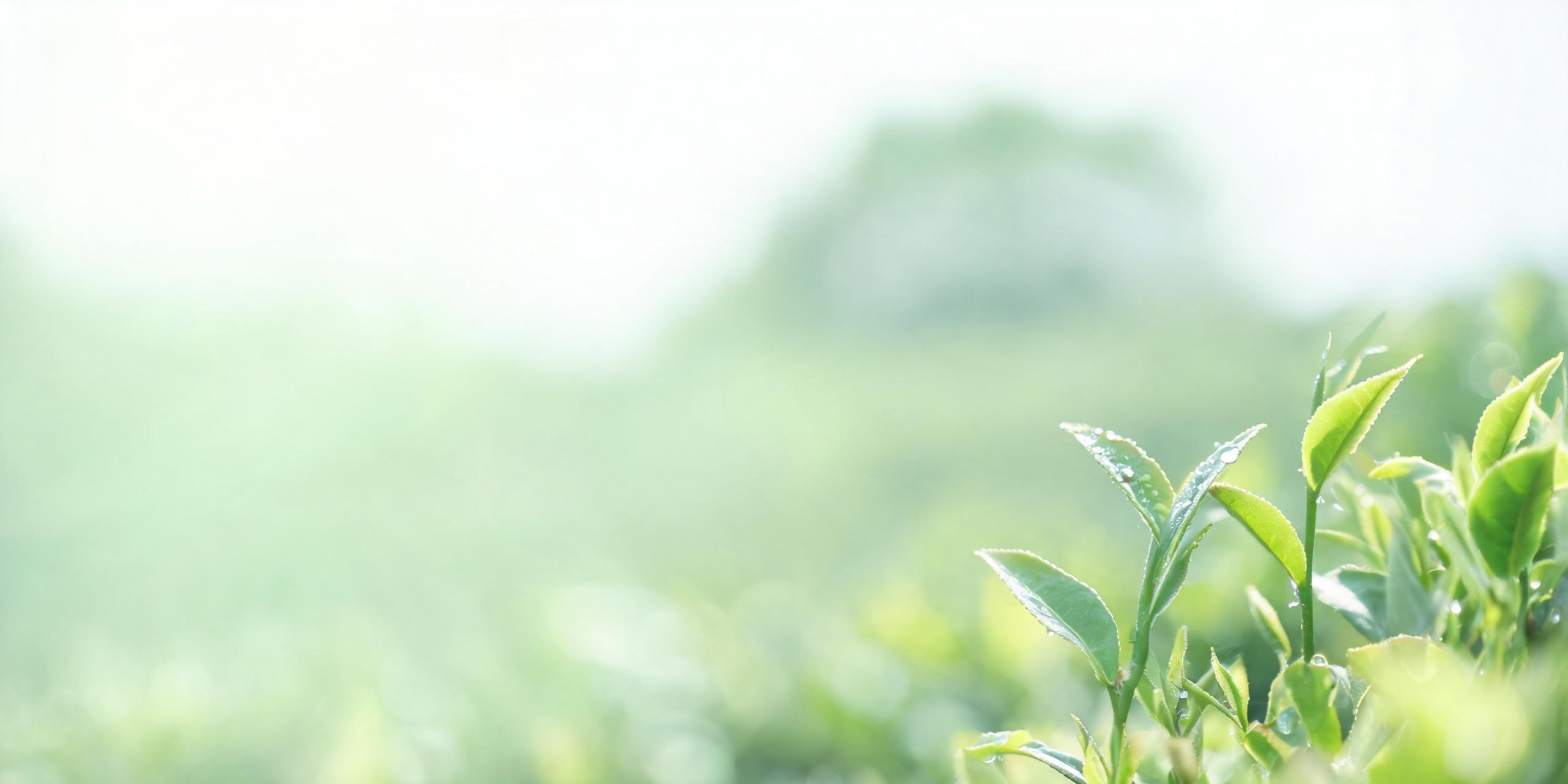 清晨茶园中的鲜嫩茶叶